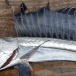 Peixes canibais abissais aparecem mortos em praias dos Estados Unidos