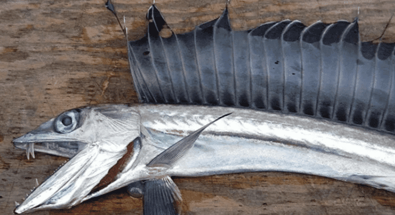 Peixes canibais abissais aparecem mortos em praias dos Estados Unidos