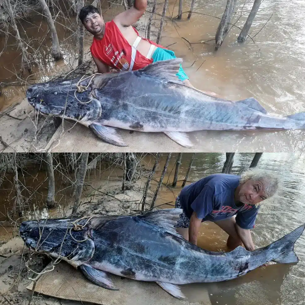 Pescadores do AC fisgam peixe com 24 metros e mais de 180 kg na Bolivia e video viraliza