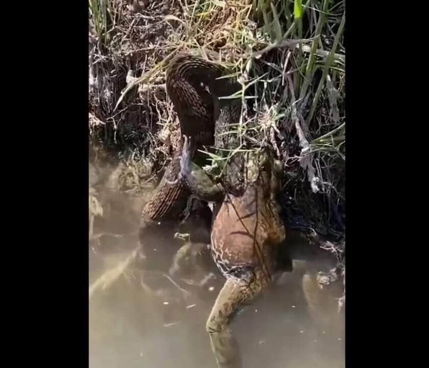 Normalmente, as rãs verdadeiras são lisos e de pele úmida, com pernas grandes e poderosas e pés extensamente palmados.