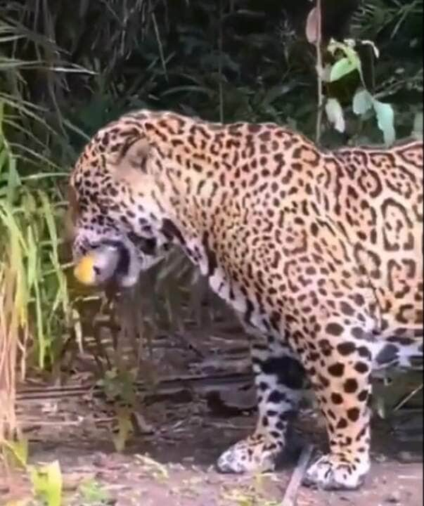 É considerado o maior felino das Américas e, no Brasil, pode ser observado em praticamente todos os biomas.