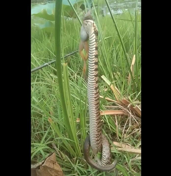 A maior parte das cobras-capelo põe ovos e a maior parte delas os abandona pouco depois da ovoposição.