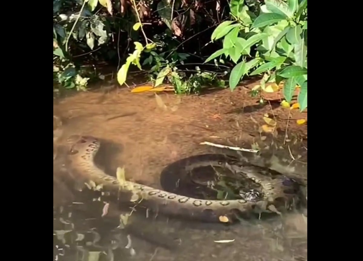 As cobras sucuris, ou anacondas como também são conhecidas, são as maiores serpentes que habitam o território brasileiro. Apensar do seu tamanho imponente, não são venenosas e não oferecem risco ao Ser Humano, caso é claro, ninguém a incomode.