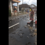 Há algumas espécies perigosas para o homem, como os peixes-escorpião que têm espinhos venenosos e algumas espécies de tubarão, que podem atacar pessoas nas praias. Muitas espécies de peixes encontram-se ameaçadas de extinção, quer por pesca excessiva, quer por deterioração dos seus habitats.