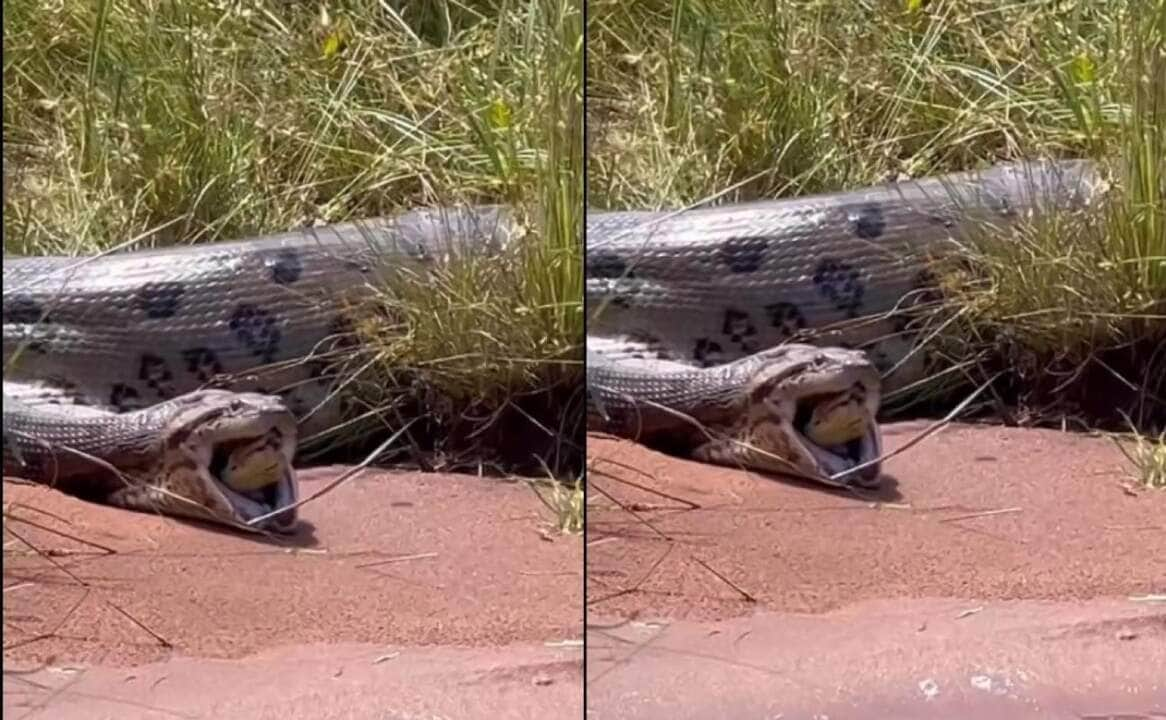 A espécie habita principalmente a beira d’água de rios e igarapés.