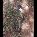 A jararaca é considerada a serpente peçonhenta mais comum encontrada na Mata Atlântica. Pode atingir em média 1,2 metros de comprimento.