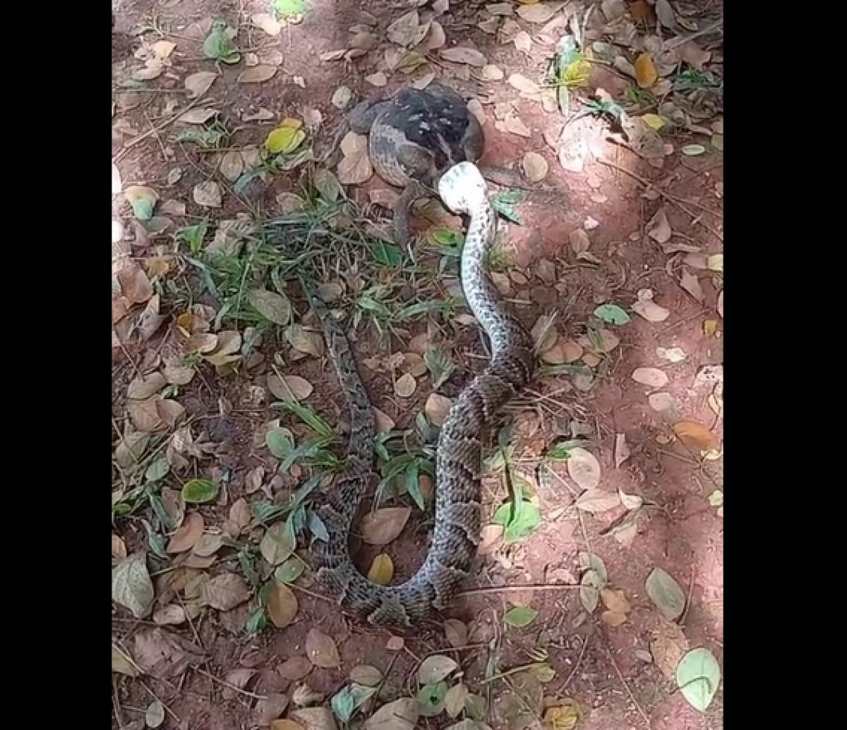 A jararaca é considerada a serpente peçonhenta mais comum encontrada na Mata Atlântica. Pode atingir em média 1,2 metros de comprimento.