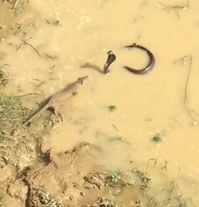 Até mesmo, é capaz de suportar as picadas de uma cobra Naja Africana. O sistema de defesa do mangusto reage de forma positiva e extremamente rápida.