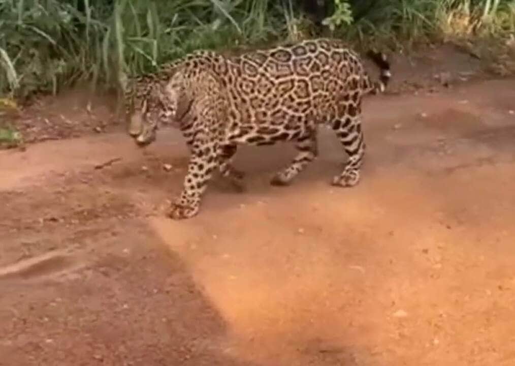 A alimentação das onças é bastante variada, podendo estar presentes em sua dieta mamíferos, répteis e aves. As presas variam conforme disponibilidade.