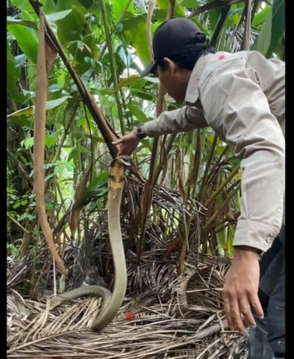 Apesar de ter um veneno de toxidade moderada (com uma toxicidade inferior a da maioria da família dos Elapídeos), a cobra-real possui a capacidade de inocular grandes quantidades por mordida, o que a torna uma das serpentes mais letais.