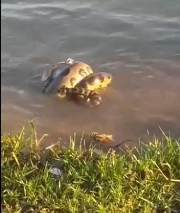 O vídeo que circula nas redes sociais mostra o momento em que a cobra sucuri está toda enrolada no pato, no processo chamado de constrição. É o sistema utilizado pela sucuri para neutralizar a presa e assim, levá-la a óbito antes de engoli-la.