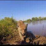 Sensacional registro da onça-pintada em frente às câmeras no Pantanal Mato-grossense.