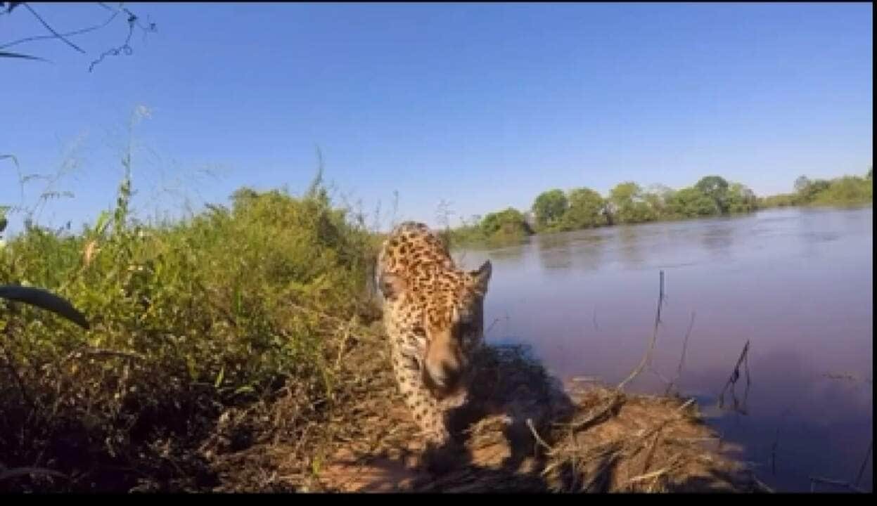 Sensacional registro da onça-pintada em frente às câmeras no Pantanal Mato-grossense.