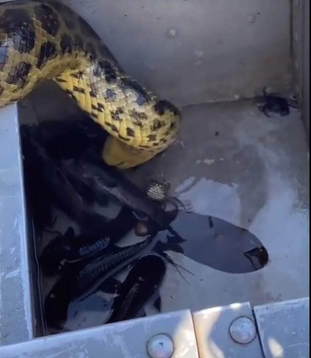 A situação inusitada aconteceu com um grupo de pescadores, que estavam em um rio no Pantanal no estado do Mato Grosso do Sul (MS)