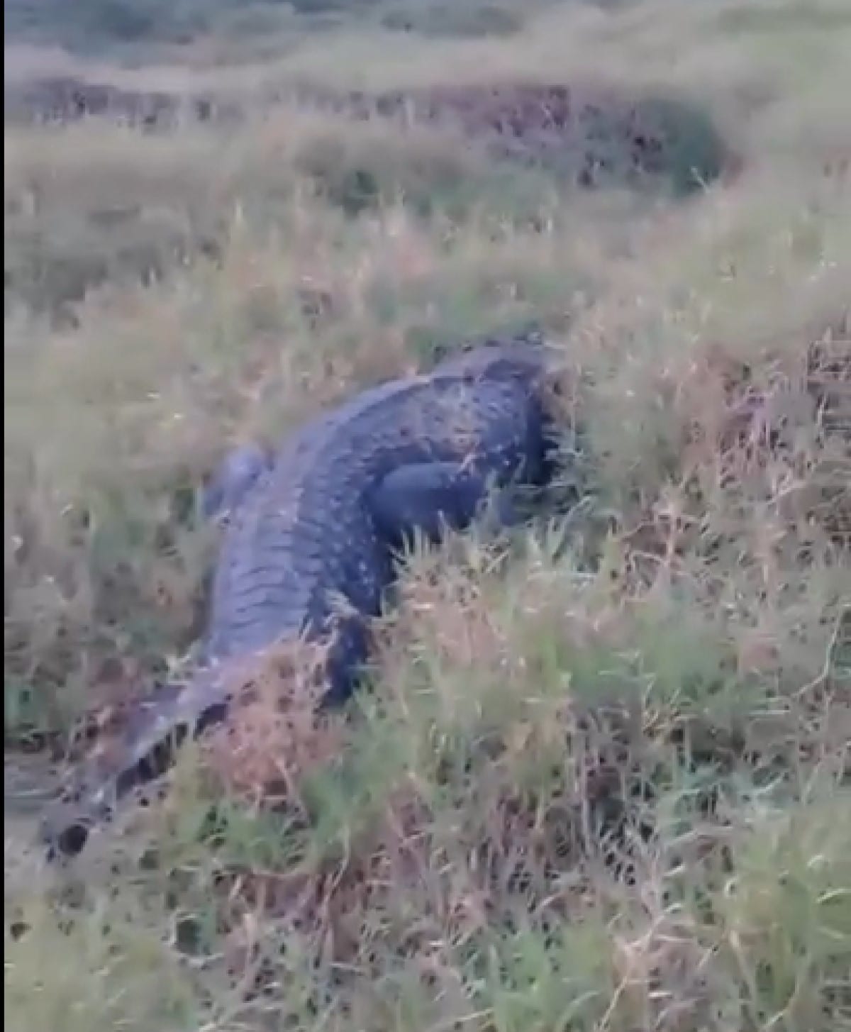 Diferenciam-se dos crocodilos ainda com relação à dentição, o quarto dente canino da mandíbula inferior encaixa num furo da mandíbula superior, enquanto que nos crocodilos sobressai para fora, quando têm a boca fechada.