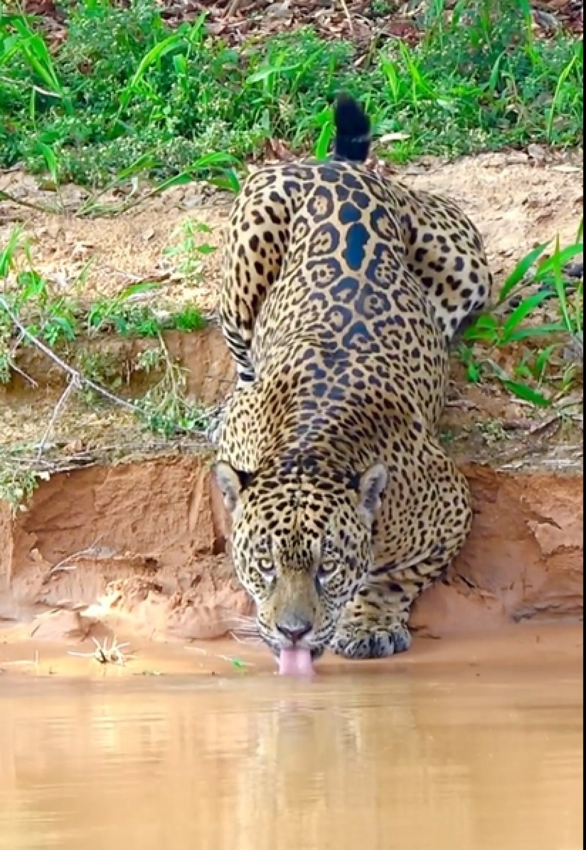 Vídeo mostrando onça-pintada bebendo água, viralizou nas redes sociais e mostra a importância da preservação ambiental.