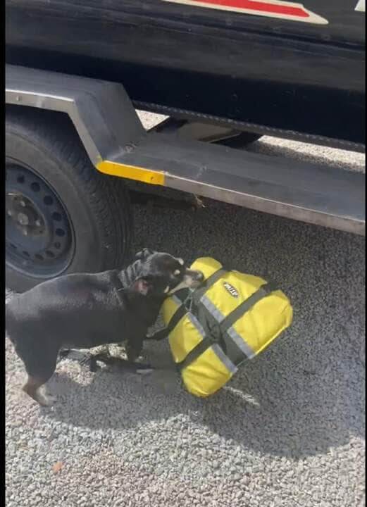 Com expectativa de vida que varia entre dez e vinte anos, o cão é um animal social que, na maioria das vezes, aceita o seu dono como o “chefe da matilha” e possui várias características que o tornam de grande utilidade para o homem.