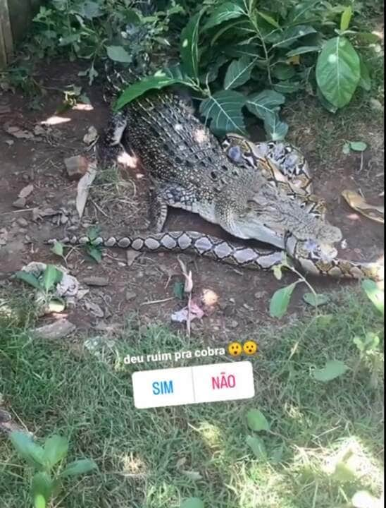 Os jacarés habitam as Américas, tendo desaparecido da Europa no Plioceno. Na América do Norte, ocorre, somente, o gênero Alligator.