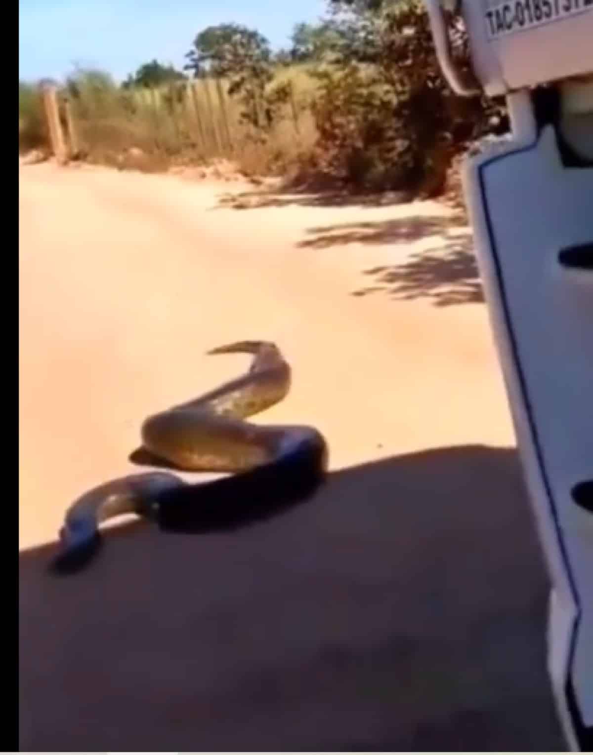 As cobras sucuris são as maiores em território brasileiro. Chamam atenção pelo seu tamanho e força. Não possuem veneno.