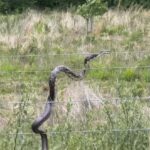 A maior parte das cobras-capelo põe ovos e a maior parte delas os abandona pouco depois da ovoposição.