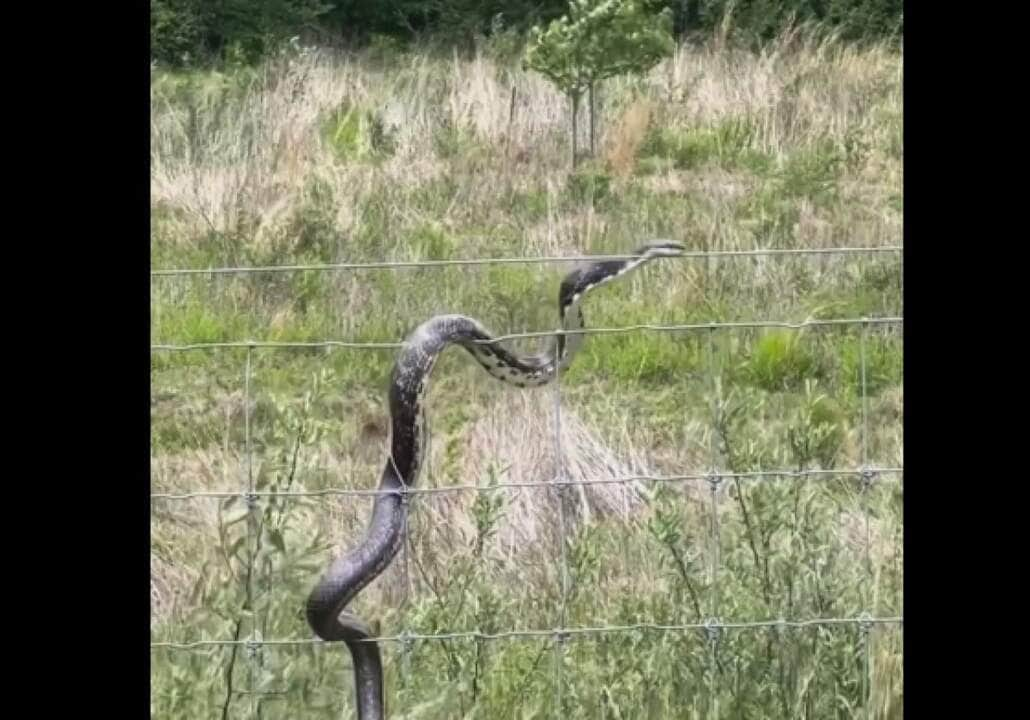 A maior parte das cobras-capelo põe ovos e a maior parte delas os abandona pouco depois da ovoposição.