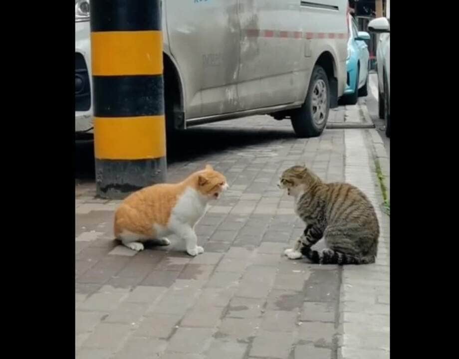 O primeiro felino identificado por meio de fósseis é o Dinictis, datado de 37 milhões de anos, do qual derivou Proailurus, ancestral comum de todas as espécies de gatos, o qual viveu há aproximadamente 20 milhões de anos.
