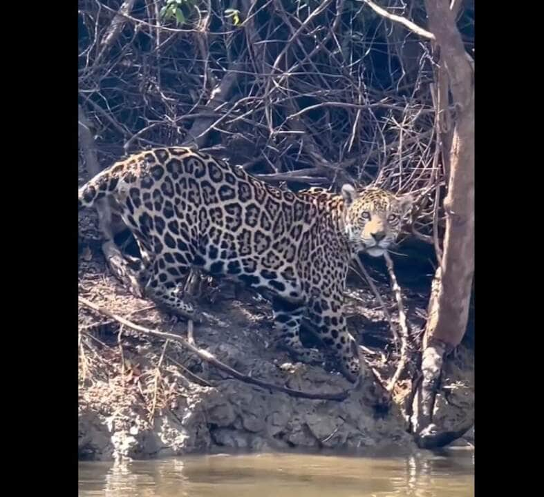 A ocorrência desses felinos em uma região indica que ele ainda oferece boas condições que permitam a sua sobrevivência.