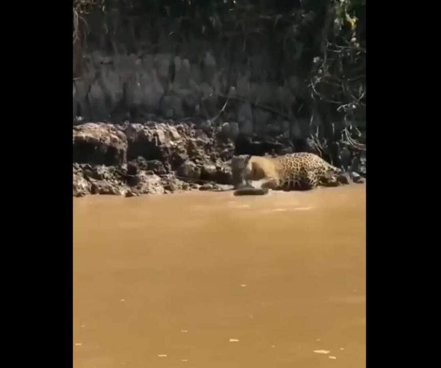 Uma das principais características das cobras sucuris, além do tamanho que chama a atenção, é o dimorfismo sexual, ou seja, nas quatro espécies, as fêmeas são maiores que os machos.