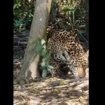 Onça-pintada é o maior felino encontrado no Pantanal, ocupando o o topo da cadeia alimentar, sendo portanto, indispensável para o equilíbrio ecológico.