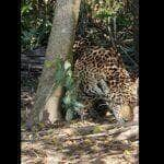 Onça-pintada é o maior felino encontrado no Pantanal, ocupando o o topo da cadeia alimentar, sendo portanto, indispensável para o equilíbrio ecológico.