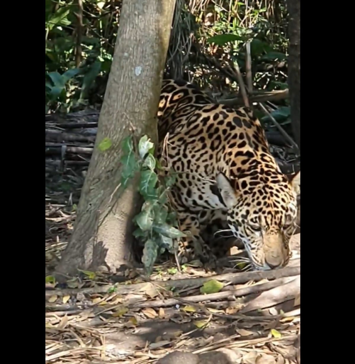Onça-pintada é o maior felino encontrado no Pantanal, ocupando o o topo da cadeia alimentar, sendo portanto, indispensável para o equilíbrio ecológico.