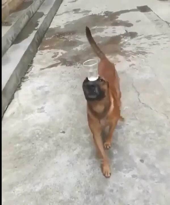 Um projeto de lei apresentado na Câmara dos Deputados quer reconhecer a expressão “vira-lata caramelo” como manifestação cultural imaterial do Brasil.