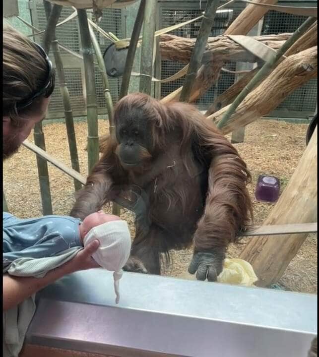 Os orangotangos são os primatas mais arborícolas e passam a maior parte do seu tempo nas árvores. O seu pêlo é tipicamente marrom-avermelhado, ao contrário do pêlo dos gorilas e dos chimpanzés.