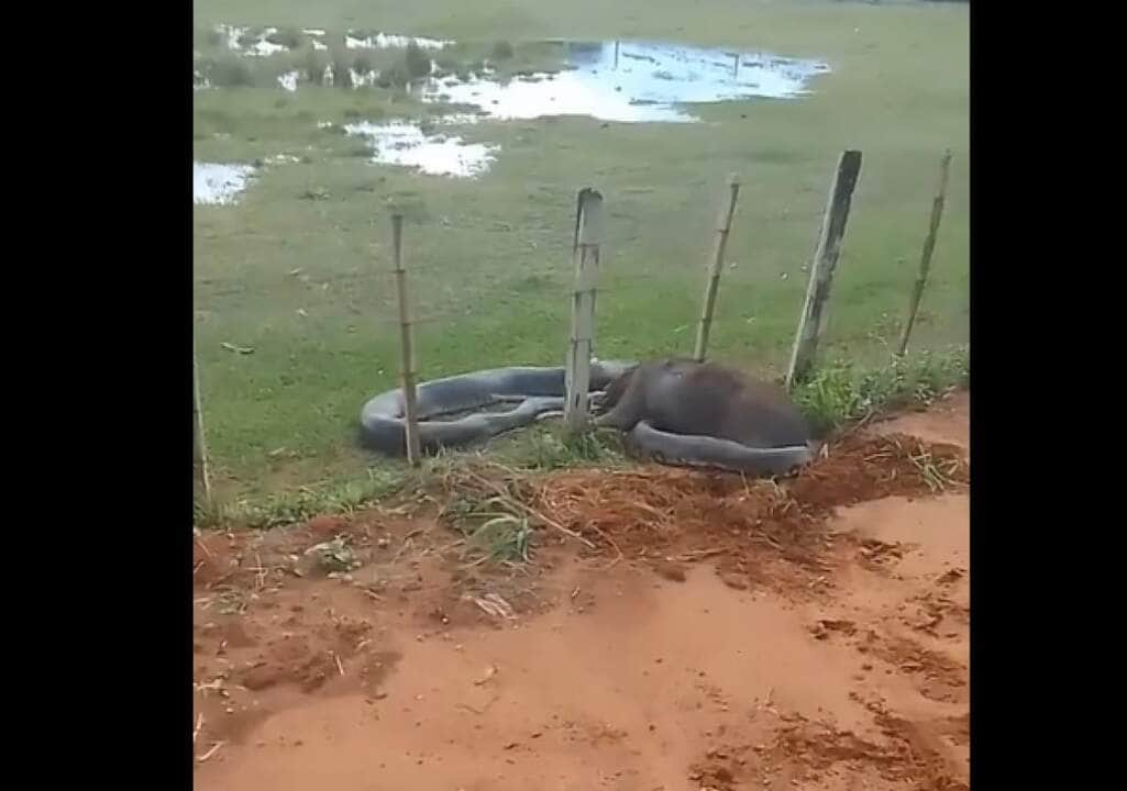 Apesar de não serem ágeis em ambiente terrestre, elas são muito rápidas dentro d’água podendo ficar até 30 minutos sem respirar.