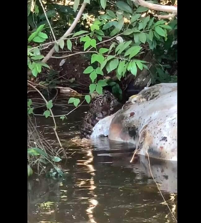 Porém, o maior desafio desses maravilhosos felinos é sobreviver em espaços cada vez menores por conta do desmatamento e destruição de seu habitat natural.