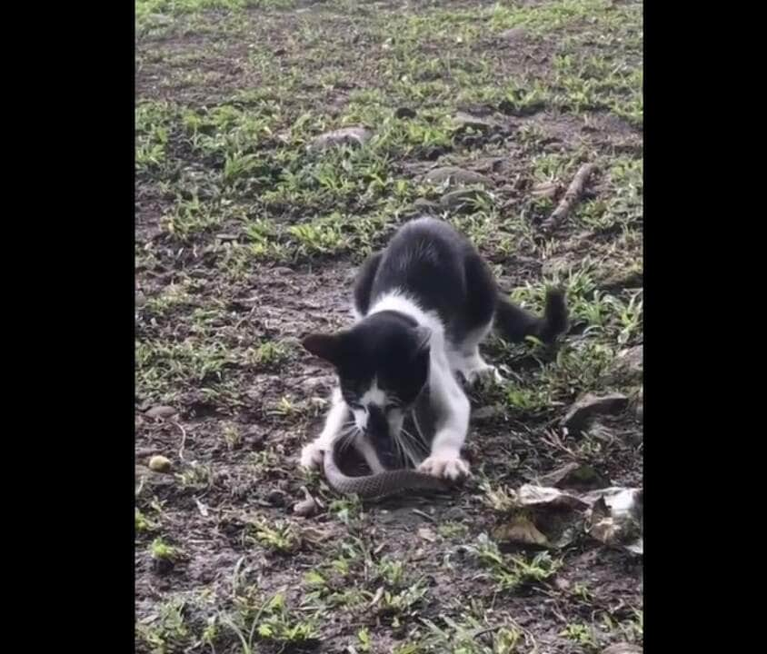 Os gatos domésticos atuais são uma adaptação evolutiva dos gatos-bravo, com cruzamentos entre diferentes espécimes os tornaram menores e menos agressivos aos humanos.