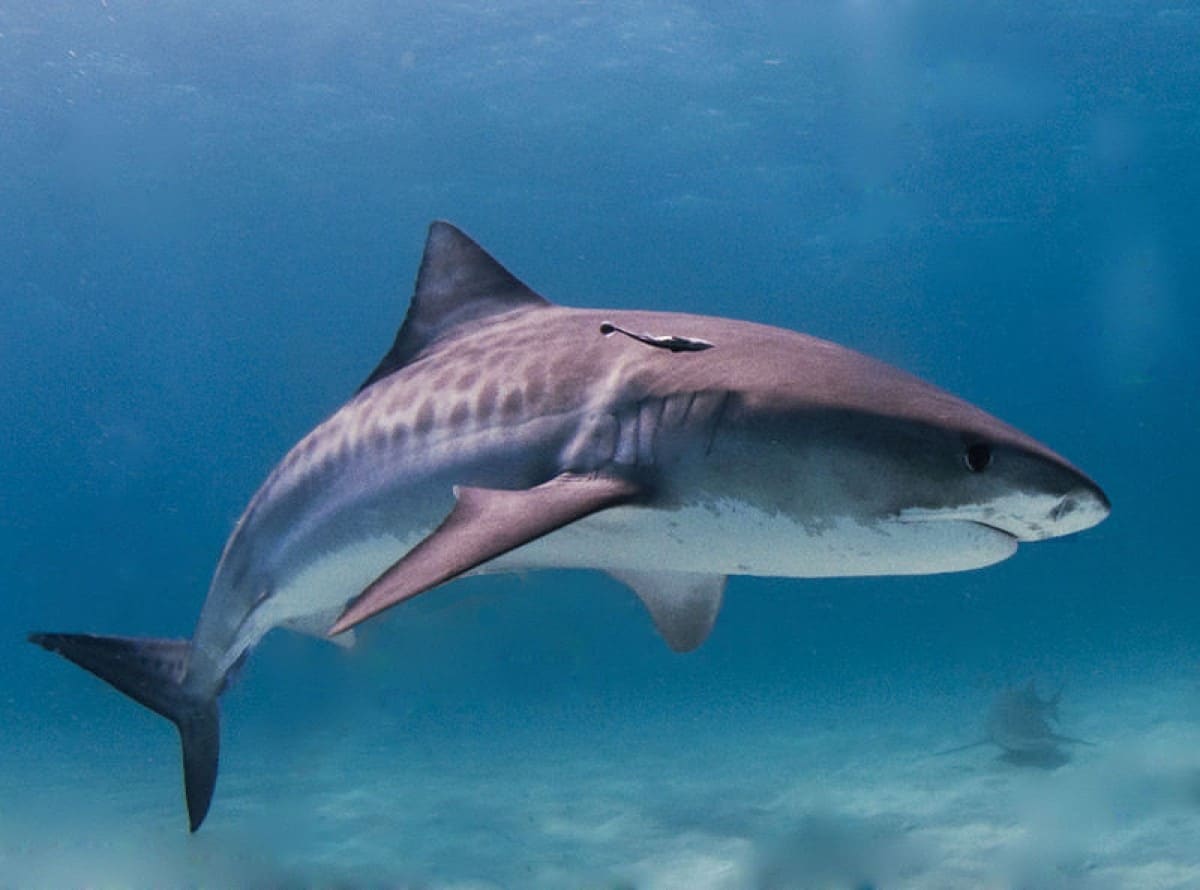 O tubarão-tigre encontra-se em terceiro lugar, ultrapassado pelo tubarão-branco (segundo) e pela cabeça chata (primeiro), no que toca ao número de fatalidades humanas.