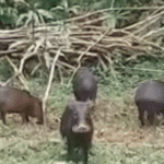 O porco do mato é um animal que se assemelha ao porco doméstico. Ele é um animal de porte médio.