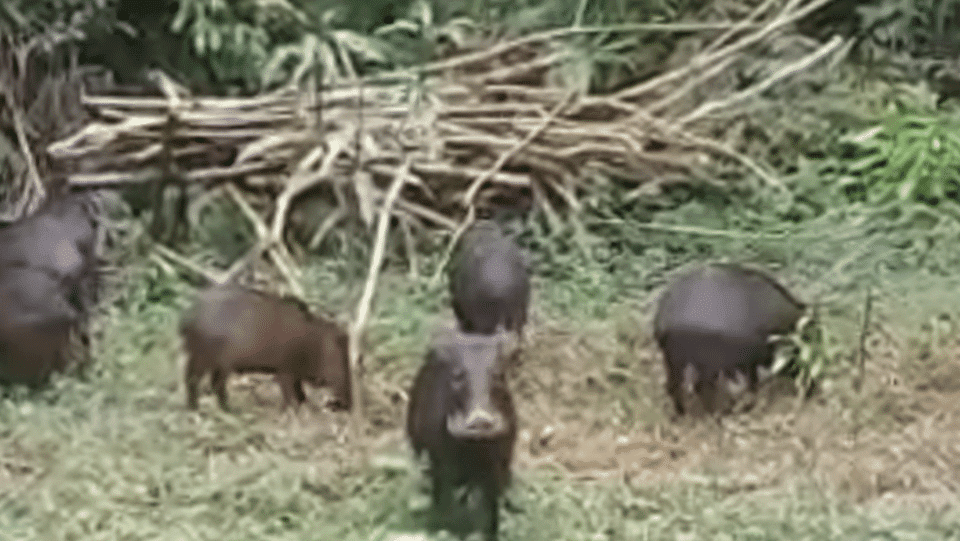 O porco do mato é um animal que se assemelha ao porco doméstico. Ele é um animal de porte médio.