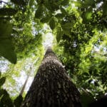 alertas de desmatamento na amazonia caem 68 em abril