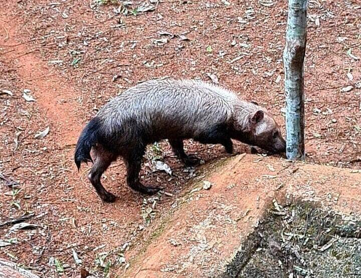 Cachorro Vinagre resgatado na região de Sorriso  - Foto por: Sema/MT