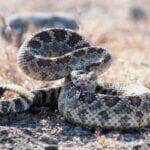 Encontro de cobras, acasalamento de cobras, cobras em barco, pescador flagra cobras - Foto Canva