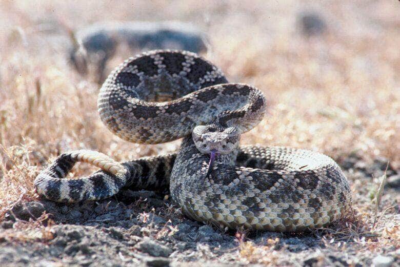 Encontro de cobras, acasalamento de cobras, cobras em barco, pescador flagra cobras - Foto Canva