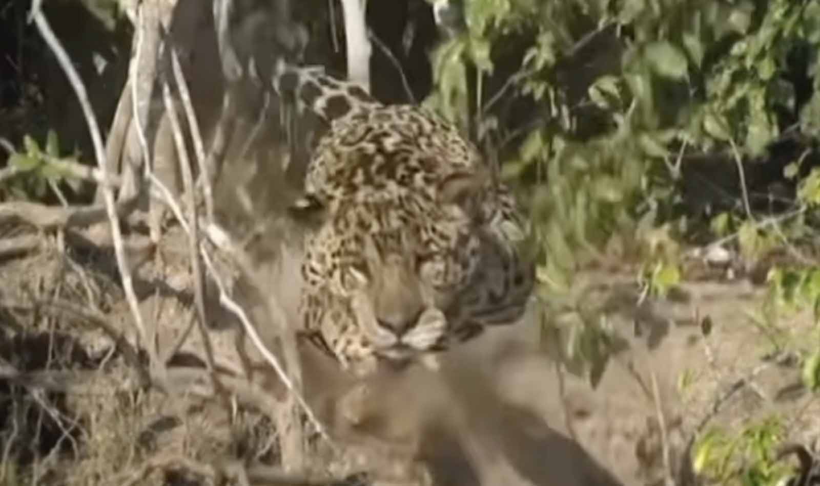 ATAQUE VOADOR DA ONÇA-PINTADA NO PANTANAL