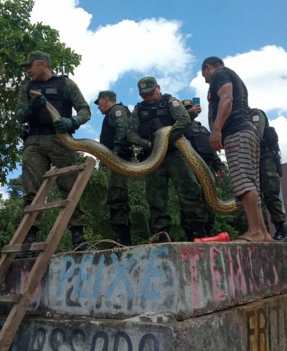 Uma das principais características das cobras sucuris, além do tamanho que chama a atenção, é o dimorfismo sexual, ou seja, nas quatro espécies, as fêmeas são maiores que os machos.