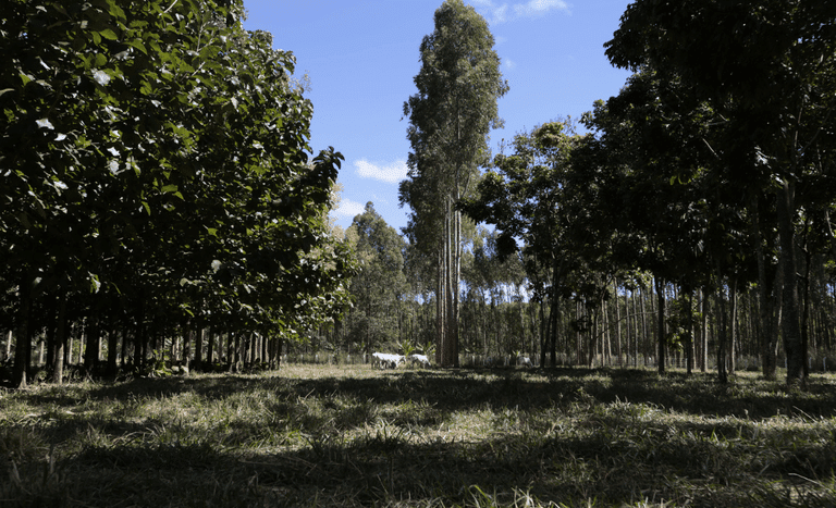 em dia de campo mapa e embrapa apresentam sistema de integracao lavoura pecuaria floresta