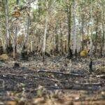 inpe desmatamento aumenta no cerrado e cai na amazonia