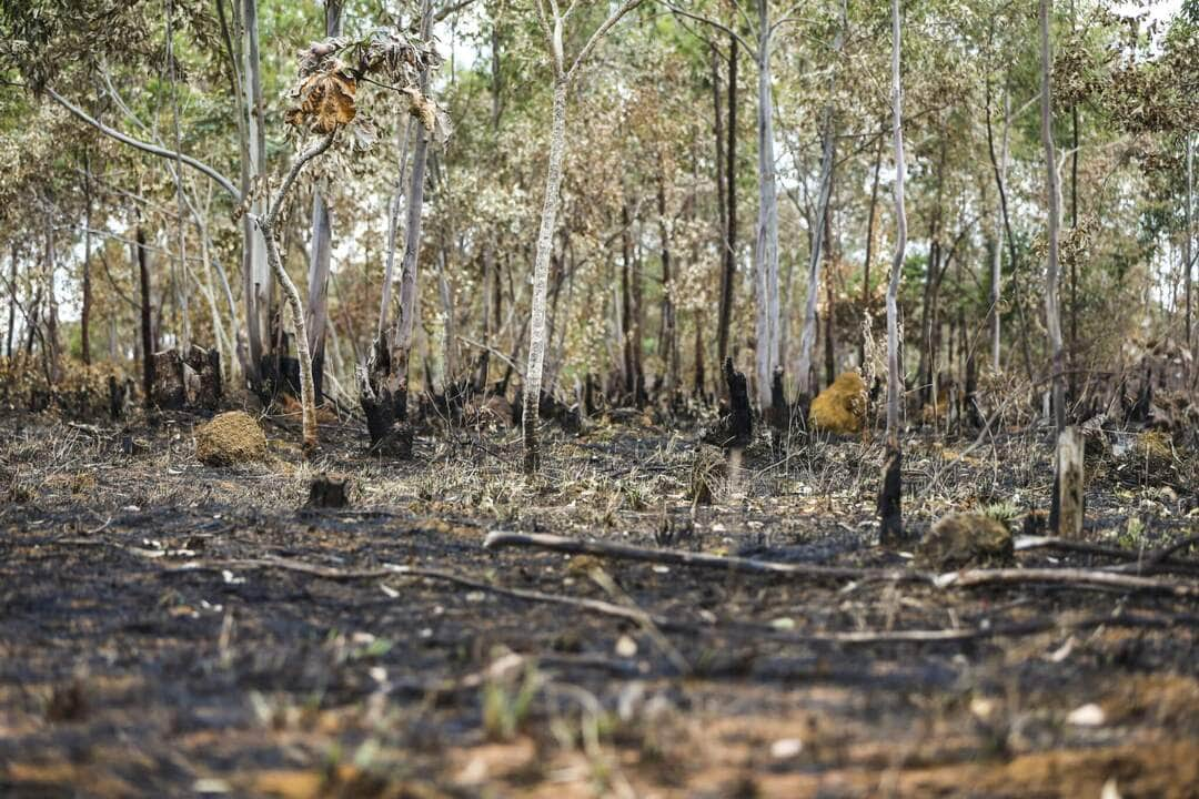 inpe desmatamento aumenta no cerrado e cai na amazonia scaled