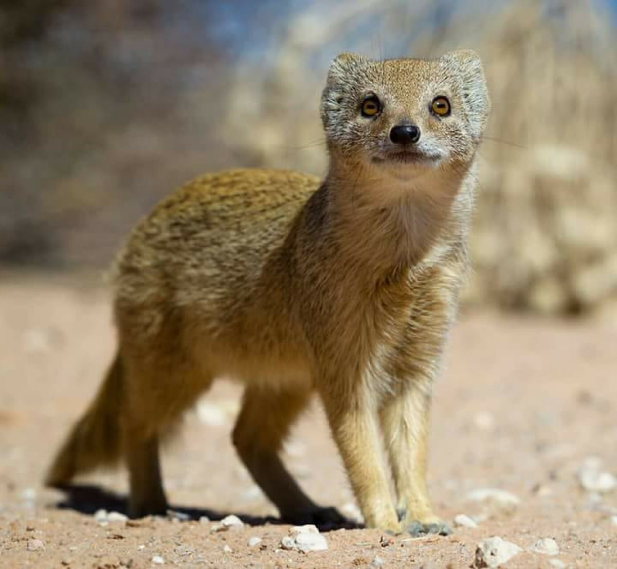 O mangusto-amarelo (Cynictis penicillata) é um pequeno mamífero da família Herpestidae, que vive nas áreas do deserto do Kalahari e do Namíb e nas regiões áridas da Africa do Sul