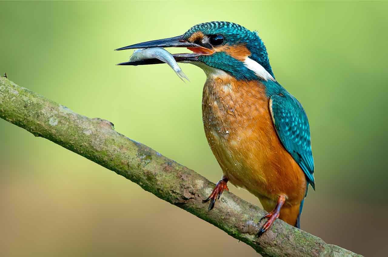 Por conta da aerodinâmica perfeita, eles são capazes de capturar um peixe com um mergulho de apenas dois segundos.